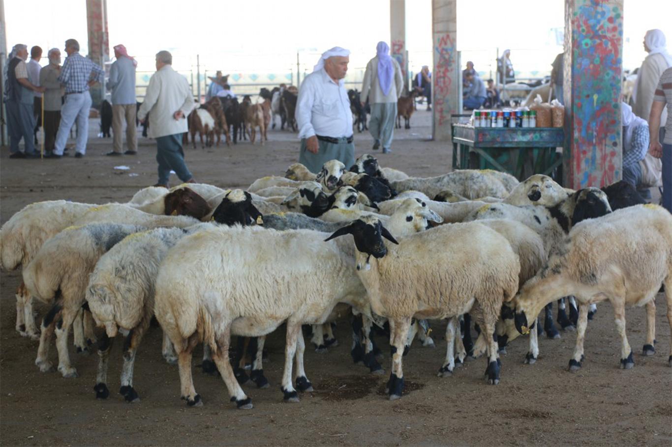 Türkiye'de hayvancılık sektörü dengesiz işliyor 